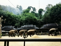野象谷大象表演场